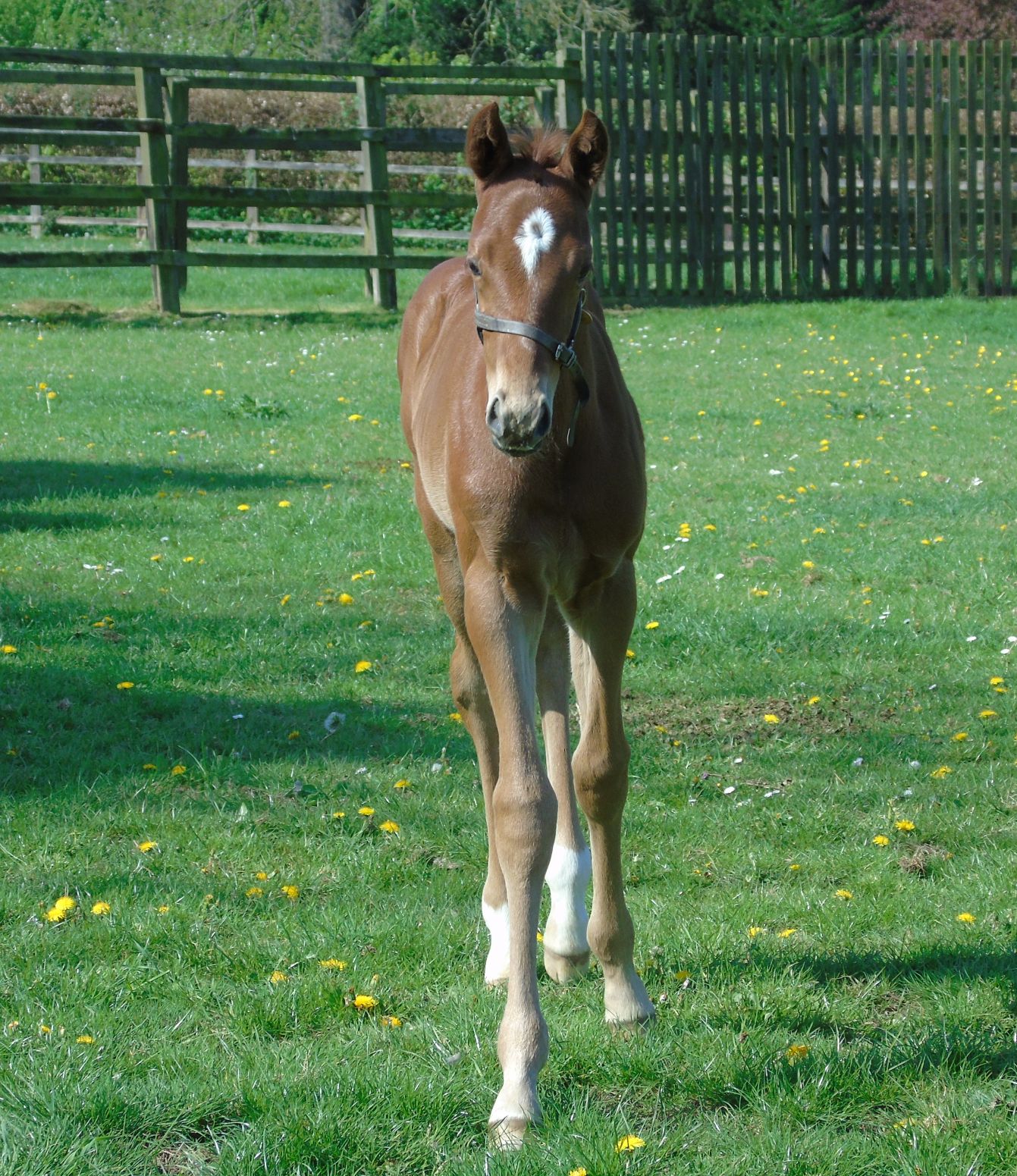 2025 colt by Palace Pier